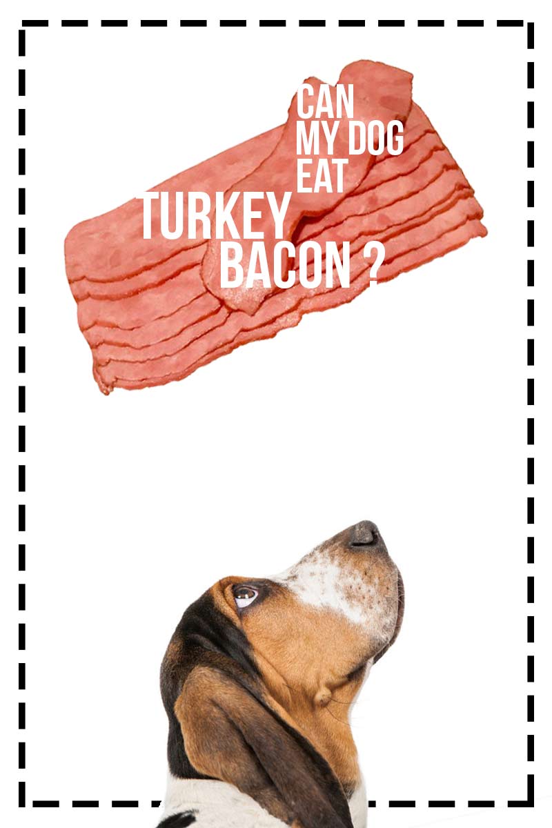 is turkey bacon bad for dogs