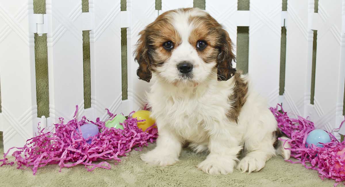 Cavachon Dog - The Cavalier Bichon Mix 