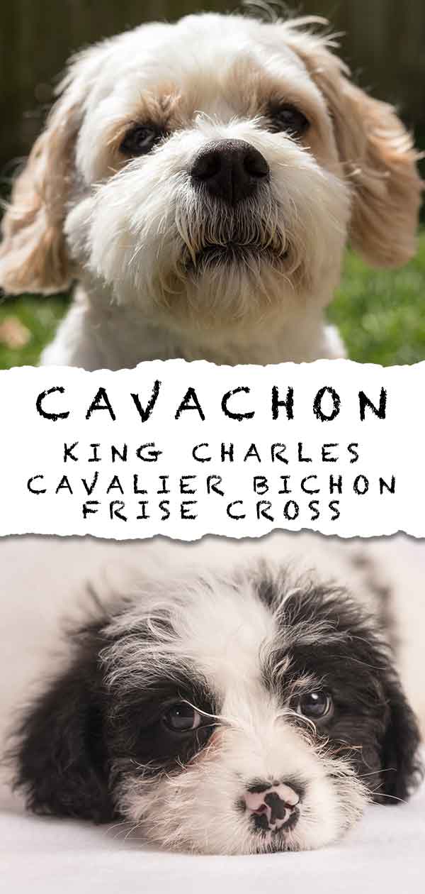 cavachon