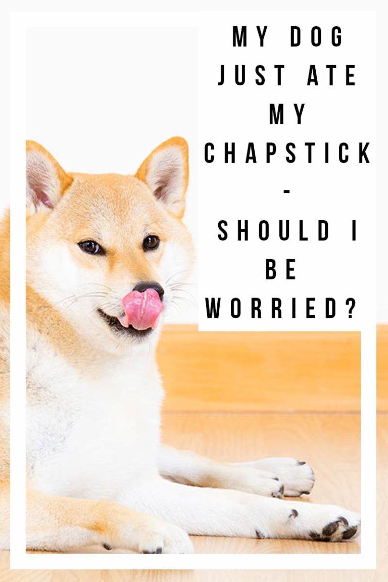 Help! My Dog Ate Chapstick What Do I Need To Do Now?