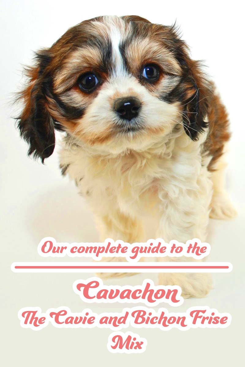 Cavachon - The Cavalier King Charles Spaniel Bichon Frise Mix