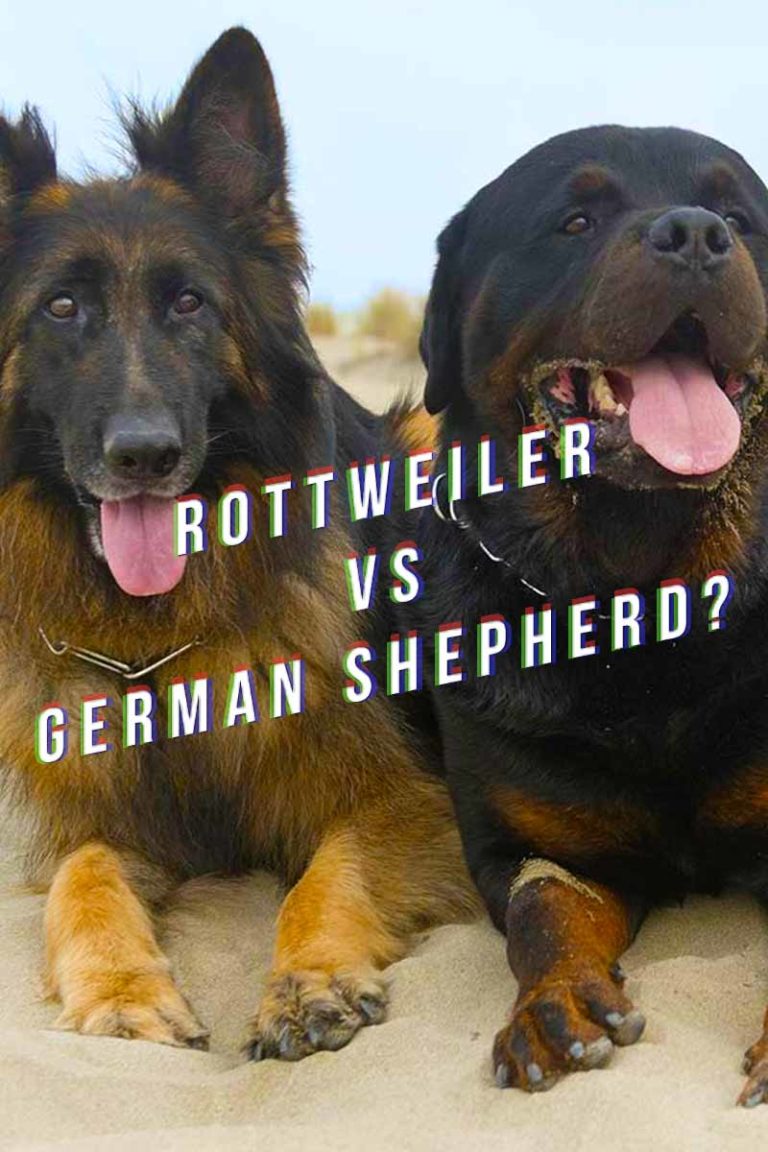 Rottweiler vs German Shepherd - The Happy Puppy Site