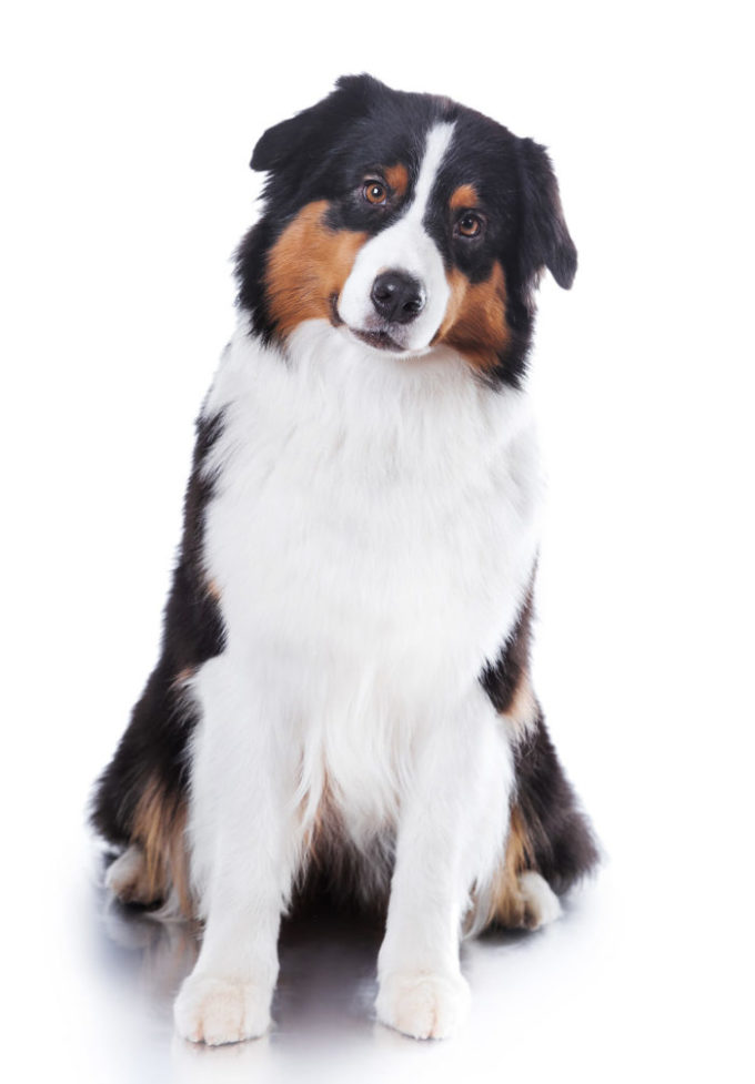 Australian Shepherd Dog A Complete Guide To A Versatile Breed