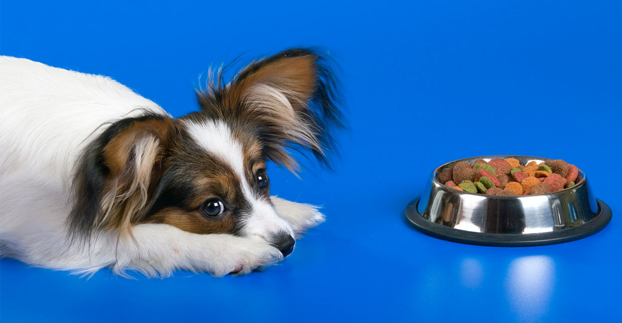 best dog food for papillons