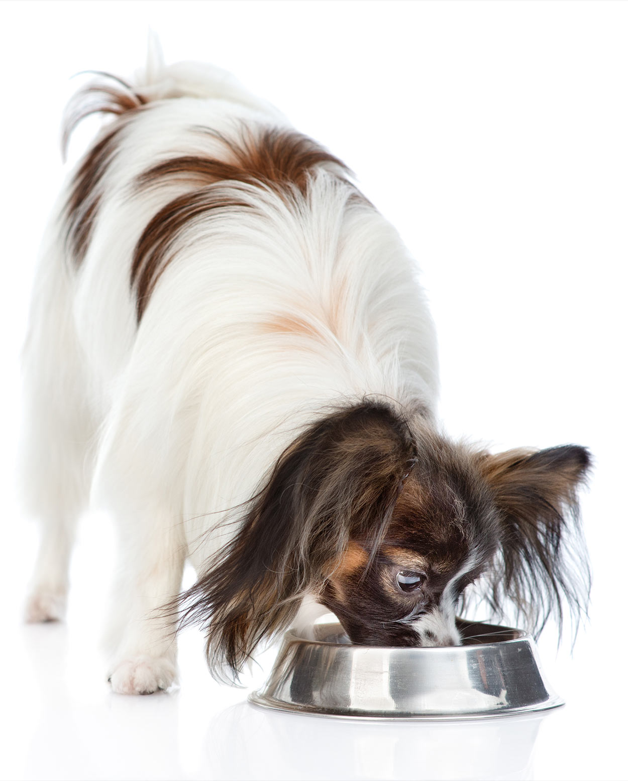 best dog food for papillons