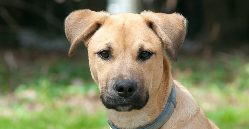 mixed lab puppy