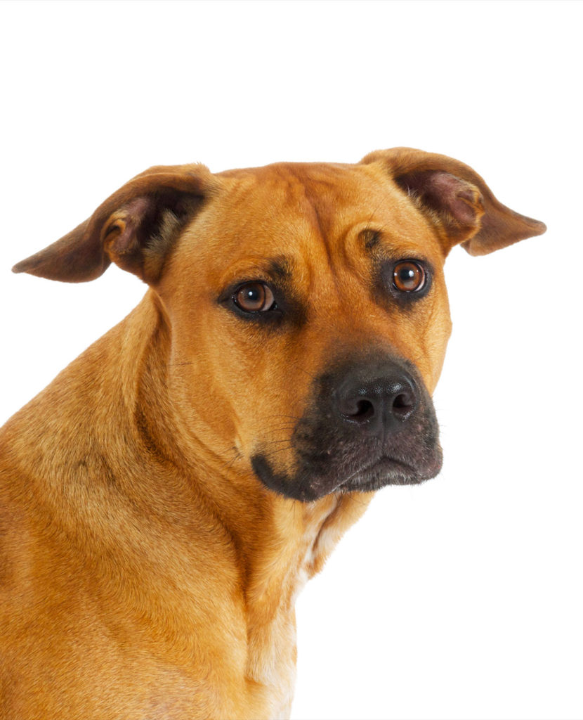 Black Mouth Cur Pitbull Mix