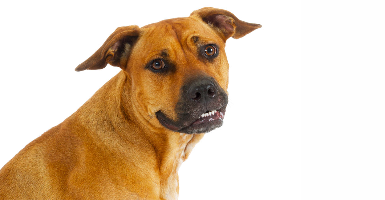 black mouth cur shedding