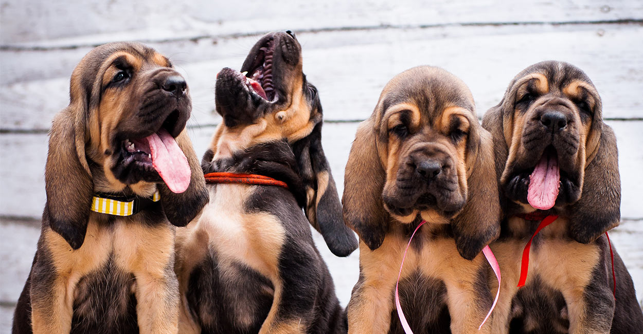 bloodhound lab mix puppy