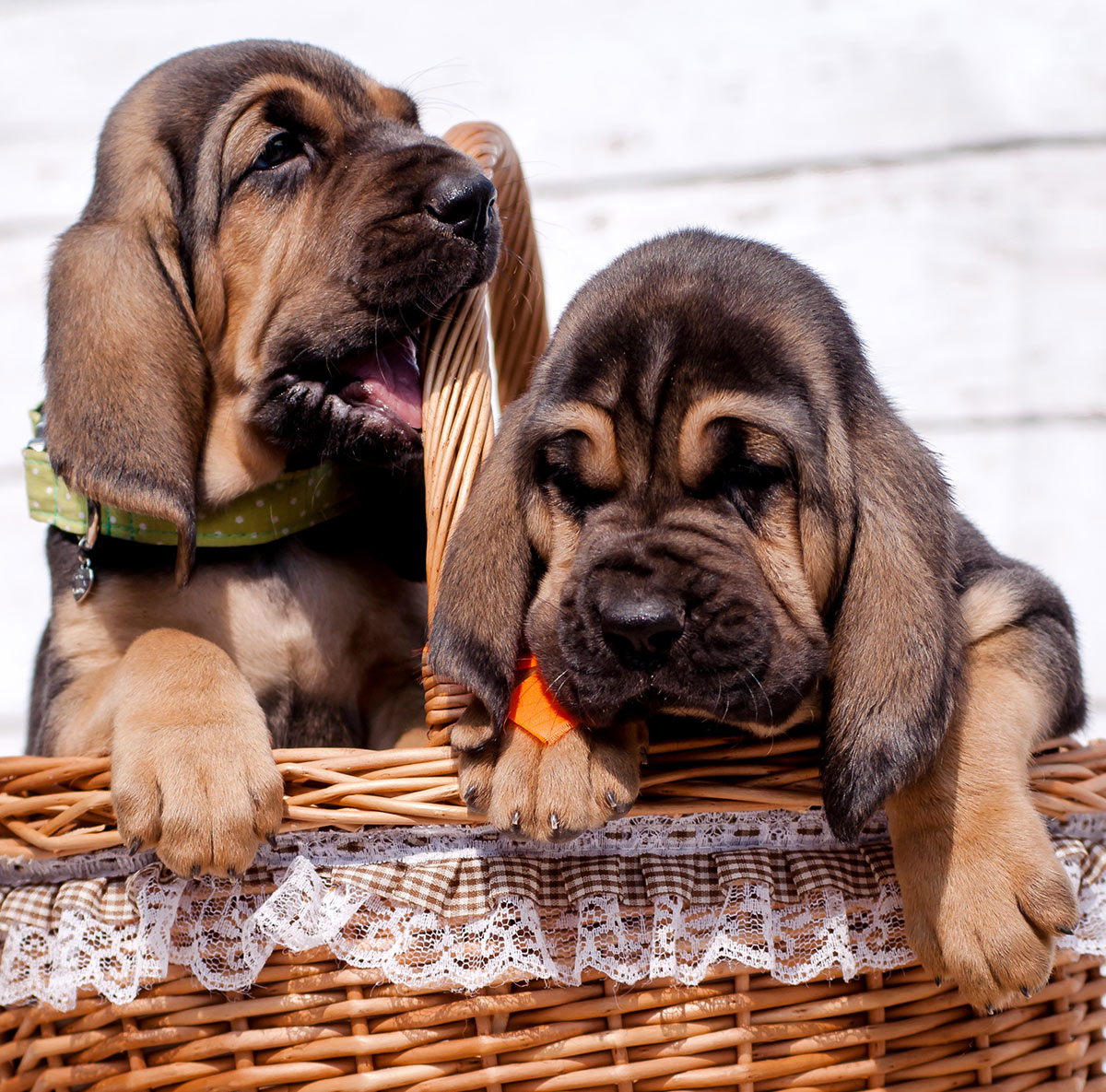 do bloodhounds get along with other dogs