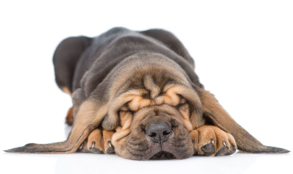 bloodhound puppy