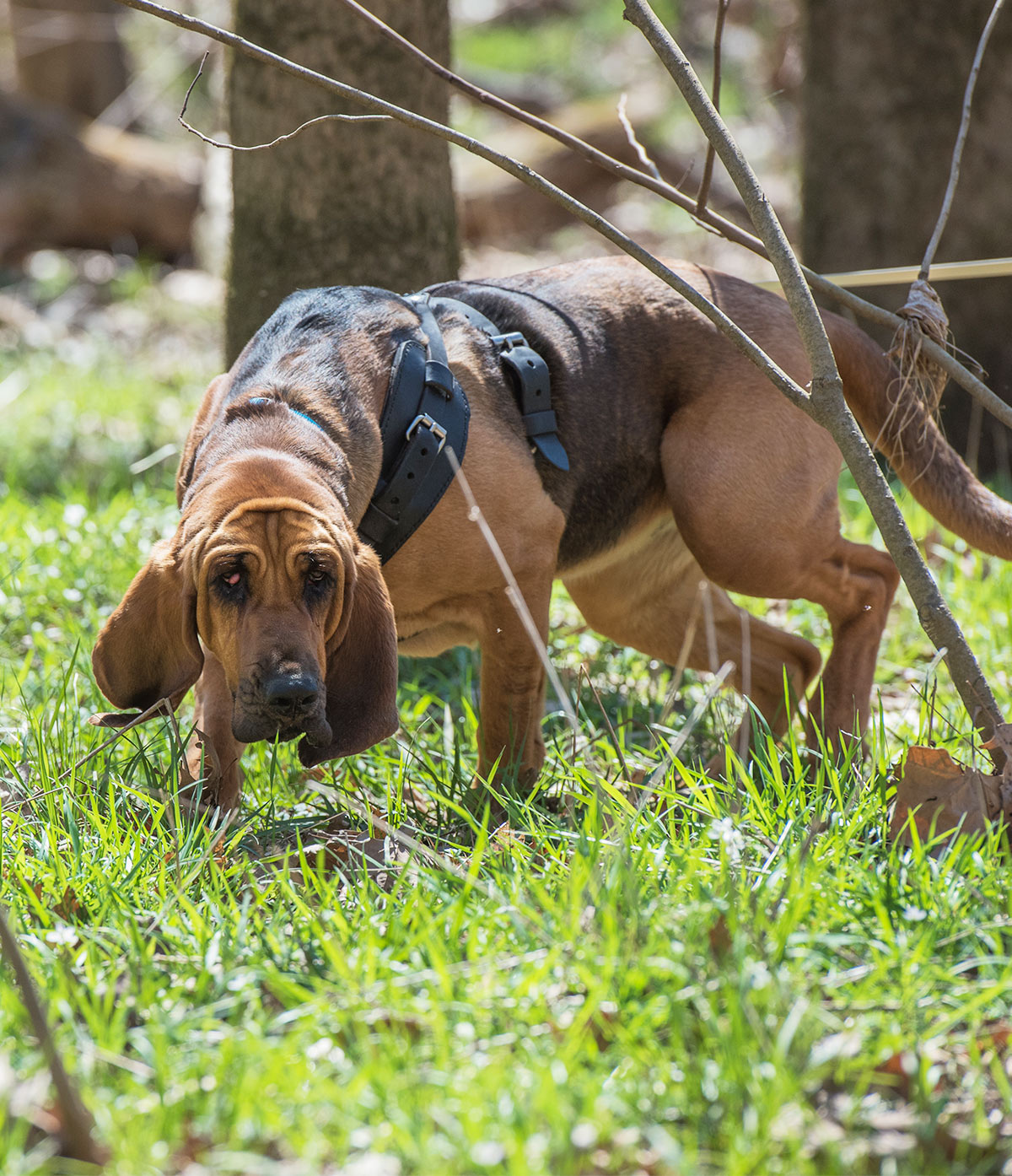 bloodhound dogs dog cons breed breeds puppies puppy pros cutest centre getting know petpress sleep joining sociable beings truly enjoy