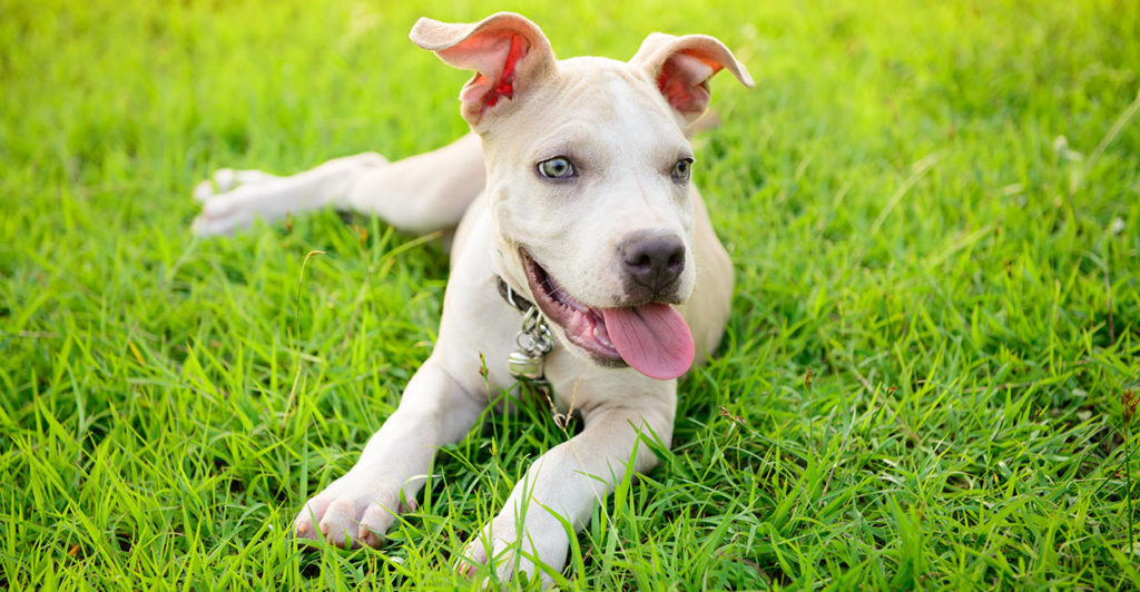 pitbull dog blue nose baby