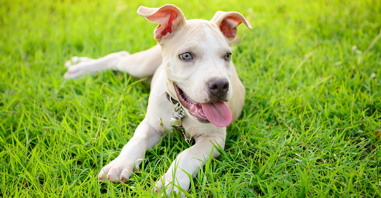 blue nose pit