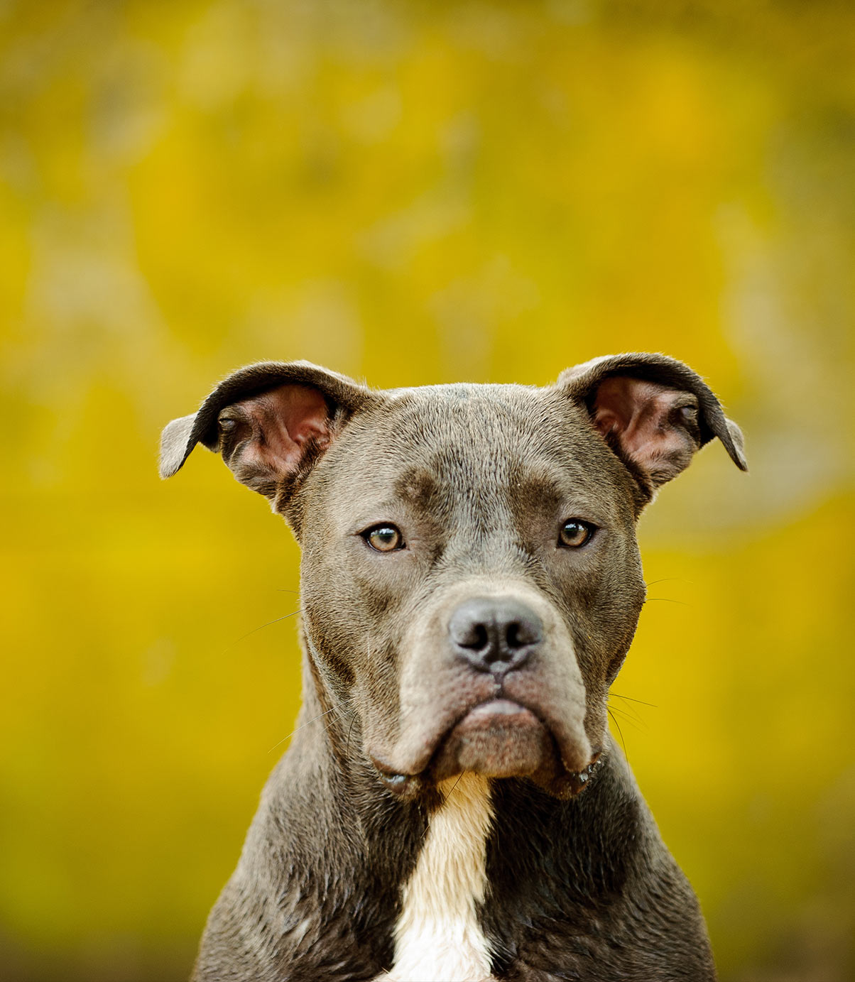 blue-nose-pitbull-facts-fun-pros-and-cons-of-a-blue-nosed-pup-2022