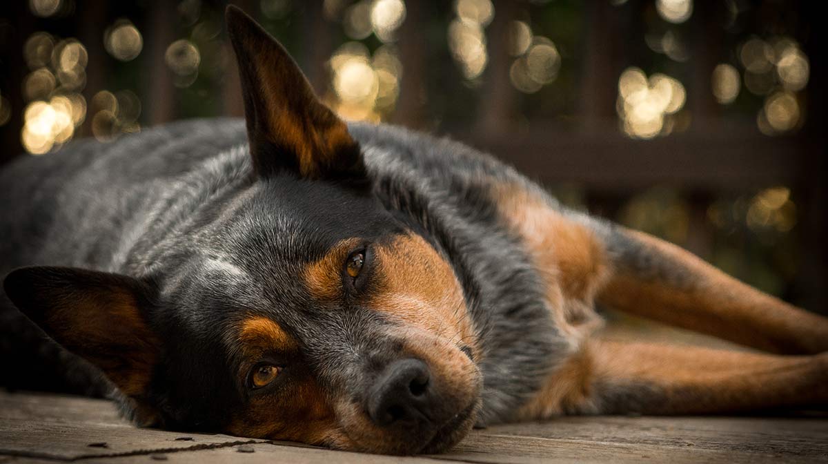 blue heeler cachorro