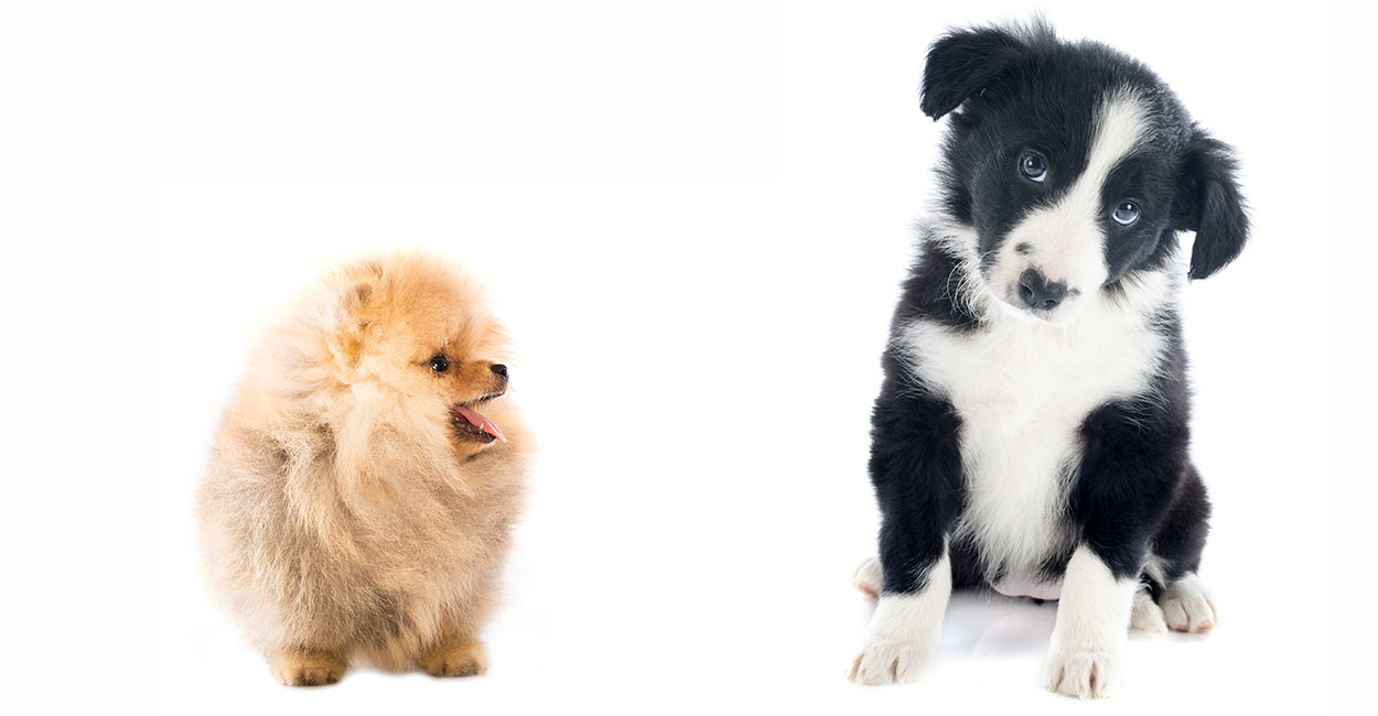 A Complete Guide To Border Collie Pomeranian Mix