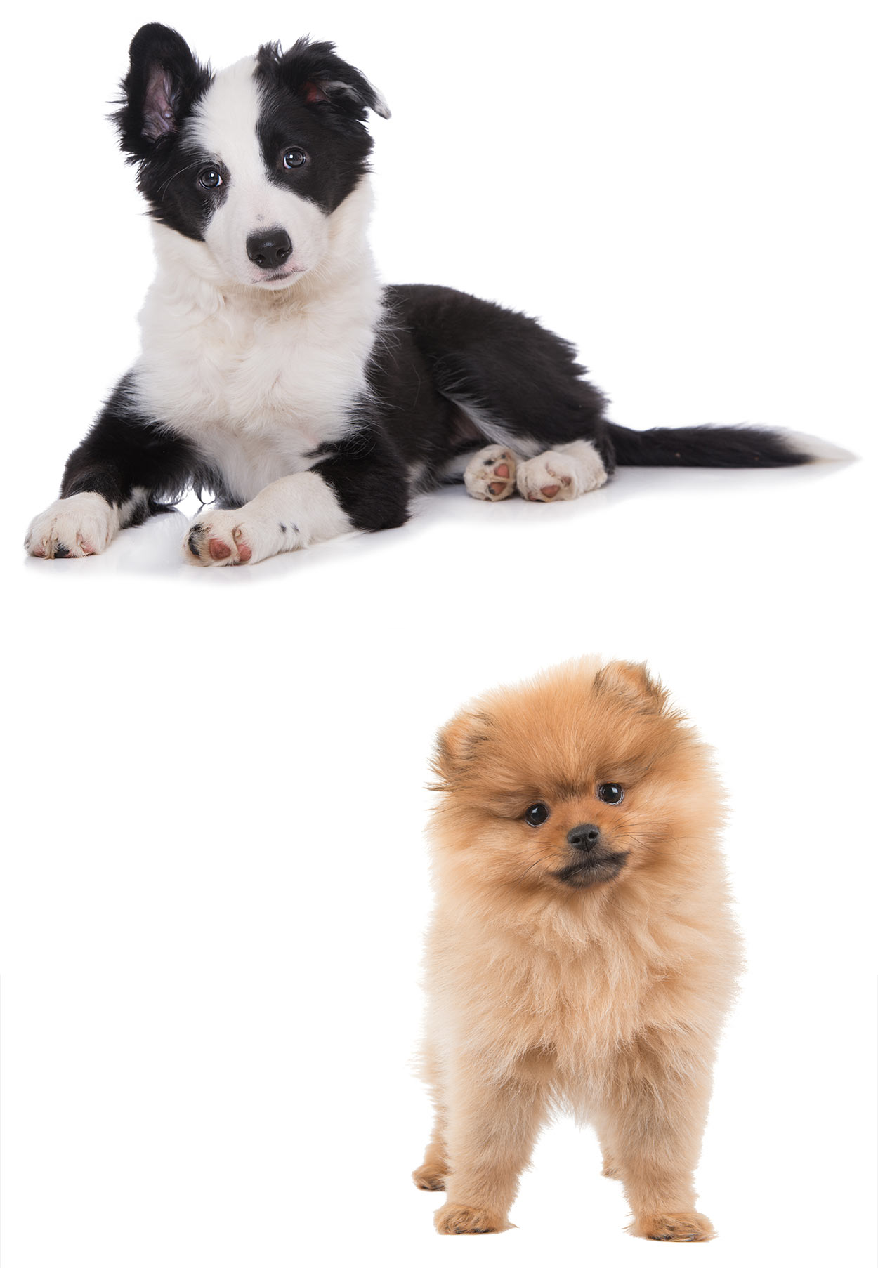 Border collie pomeranian mix sales for sale