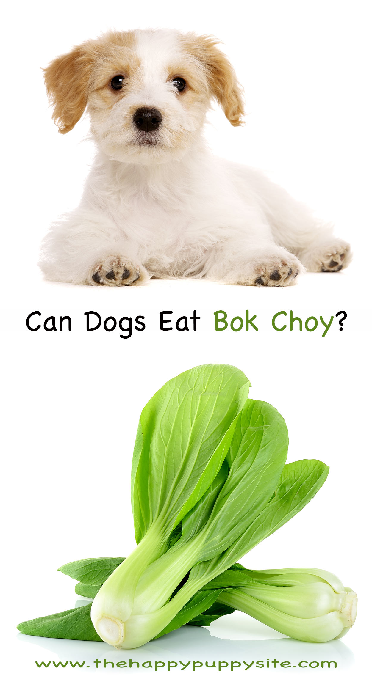 dogs bok choy