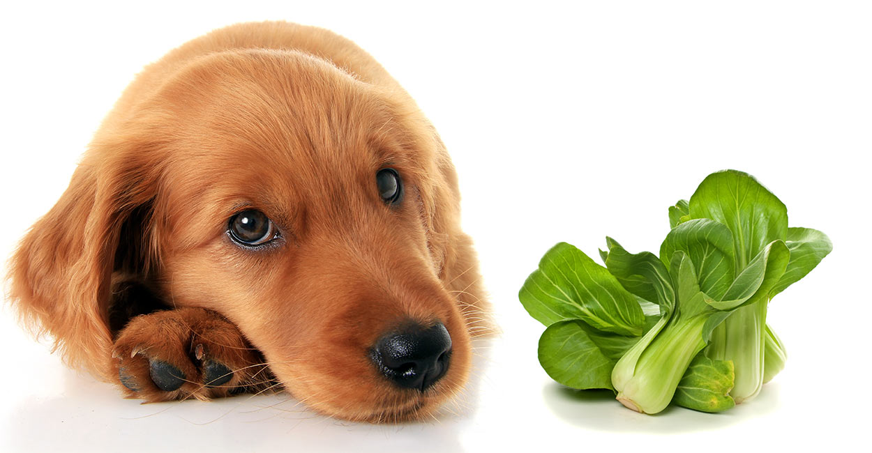 what leafy greens are good for dogs