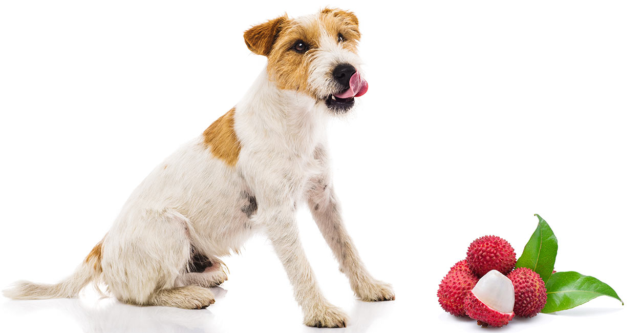 can dogs eat lychee