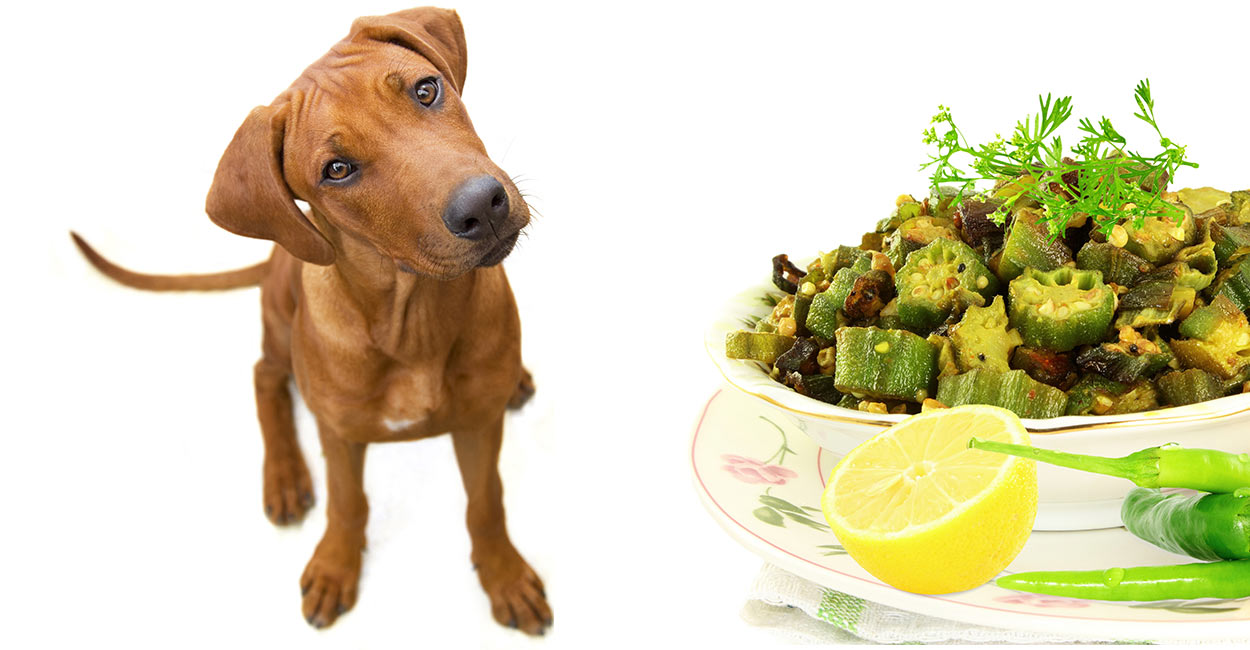 can dogs eat okra