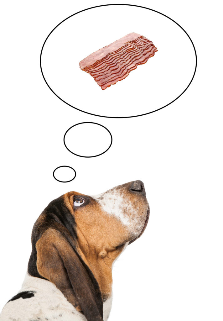 can dogs eat cooked bacon