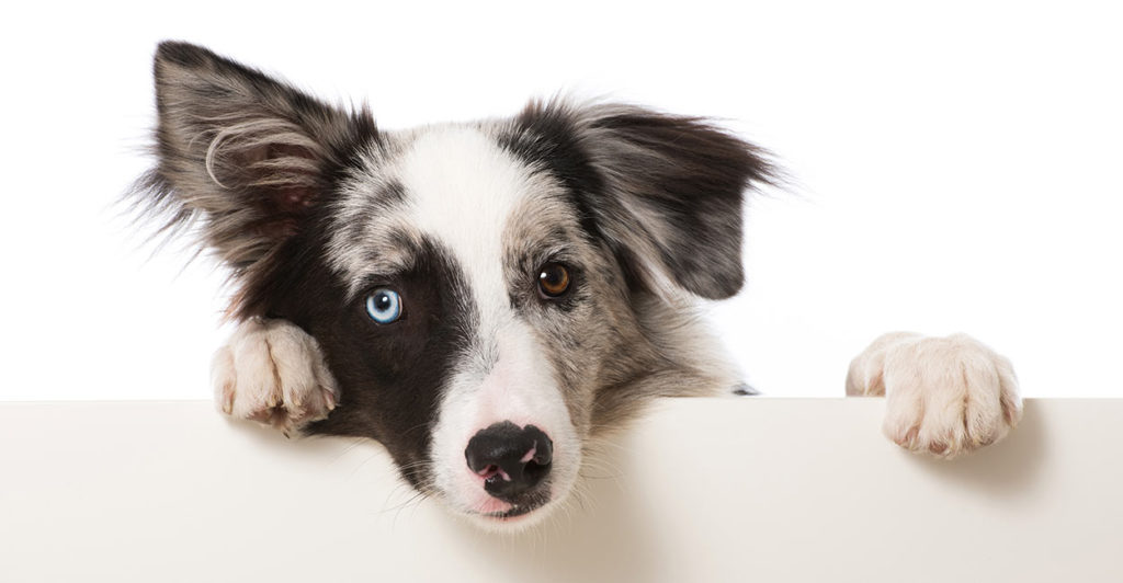 Can Dogs Eat Turkey Bacon? The Happy Puppy Site