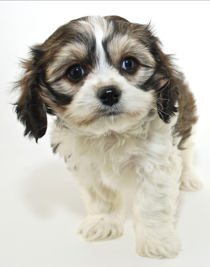 Cavalier bichon