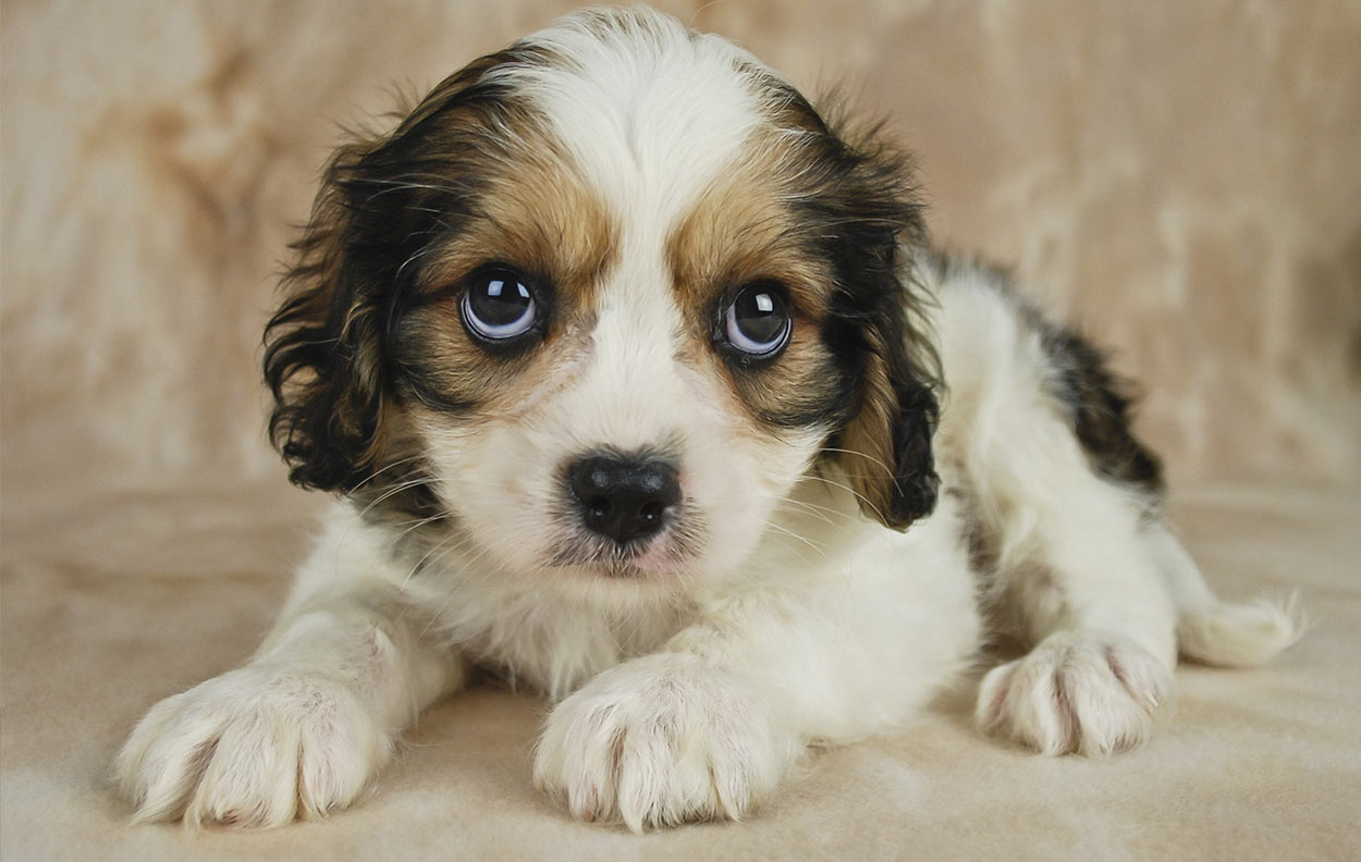 bichon frise mixed with king charles cavalier