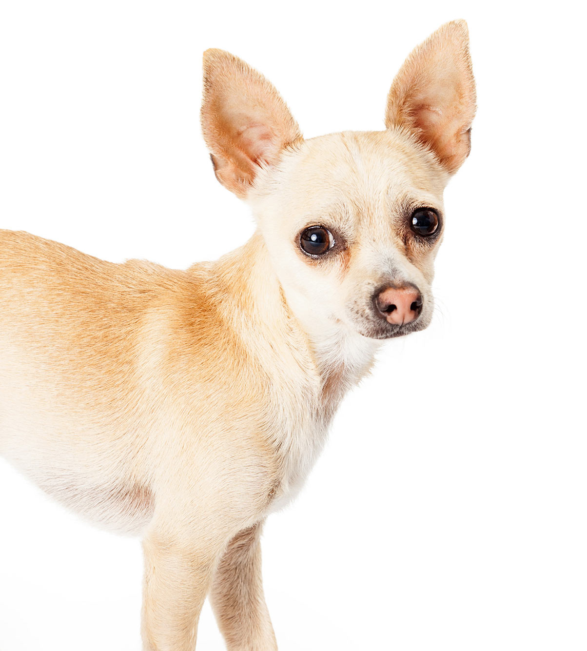 Black And White Deer Head Chihuahua