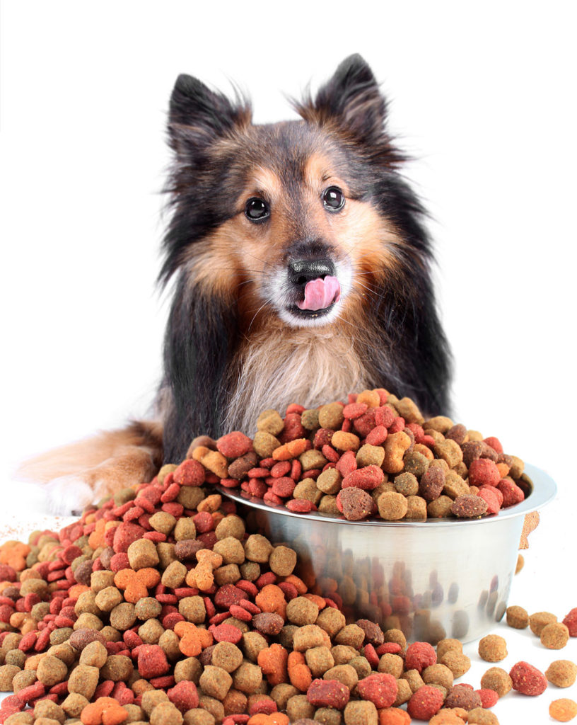 Your Dog Food Container Buyers' Guide Top Options For Pet Owners