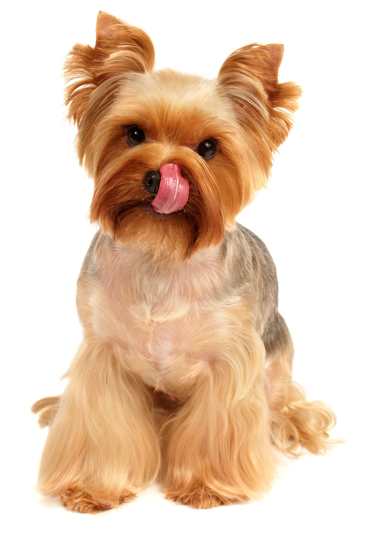 Can Dogs Eat Lychee? Lychee Skin, Seeds, And Fruit For Dogs