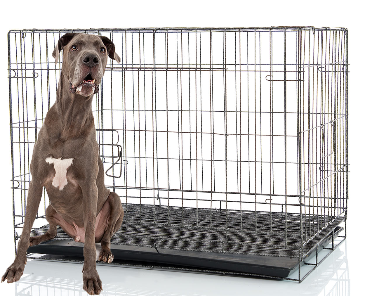 huge dog crate