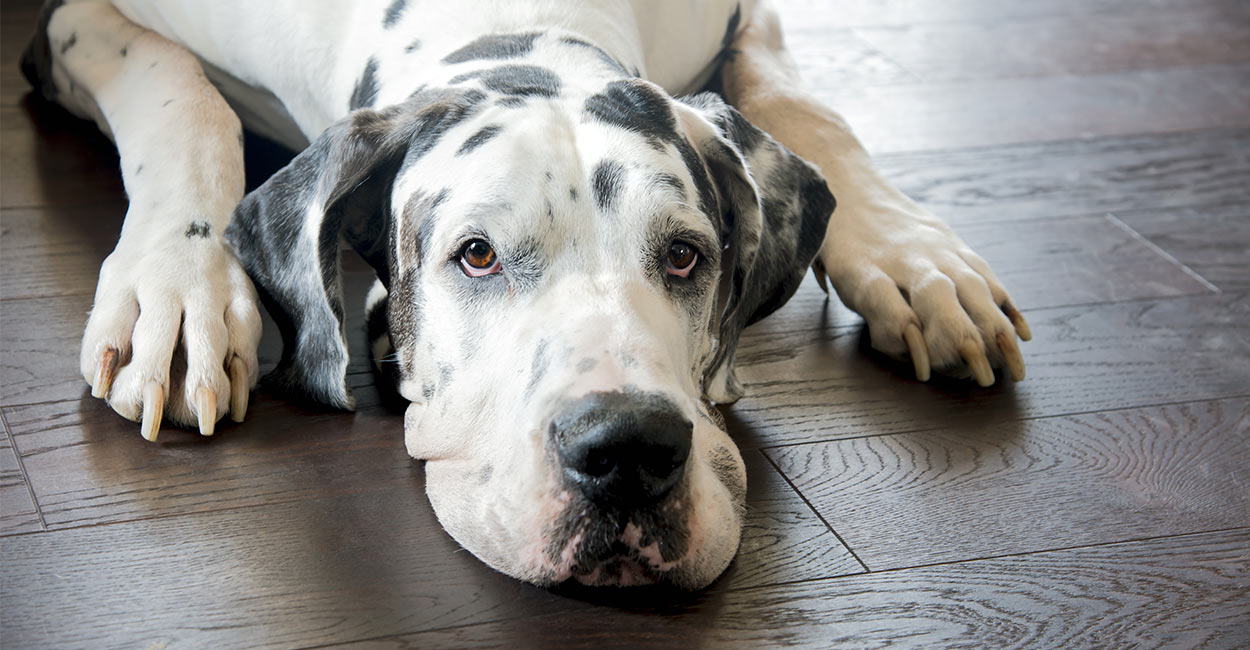 great dane crate