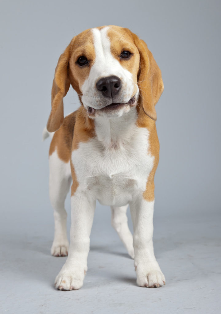 25 Fascinant de Citron Beagle Faits Chad Wilken's