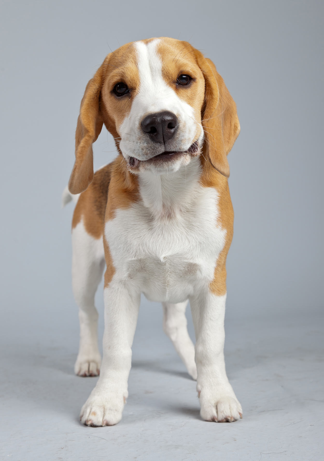 albino beagle