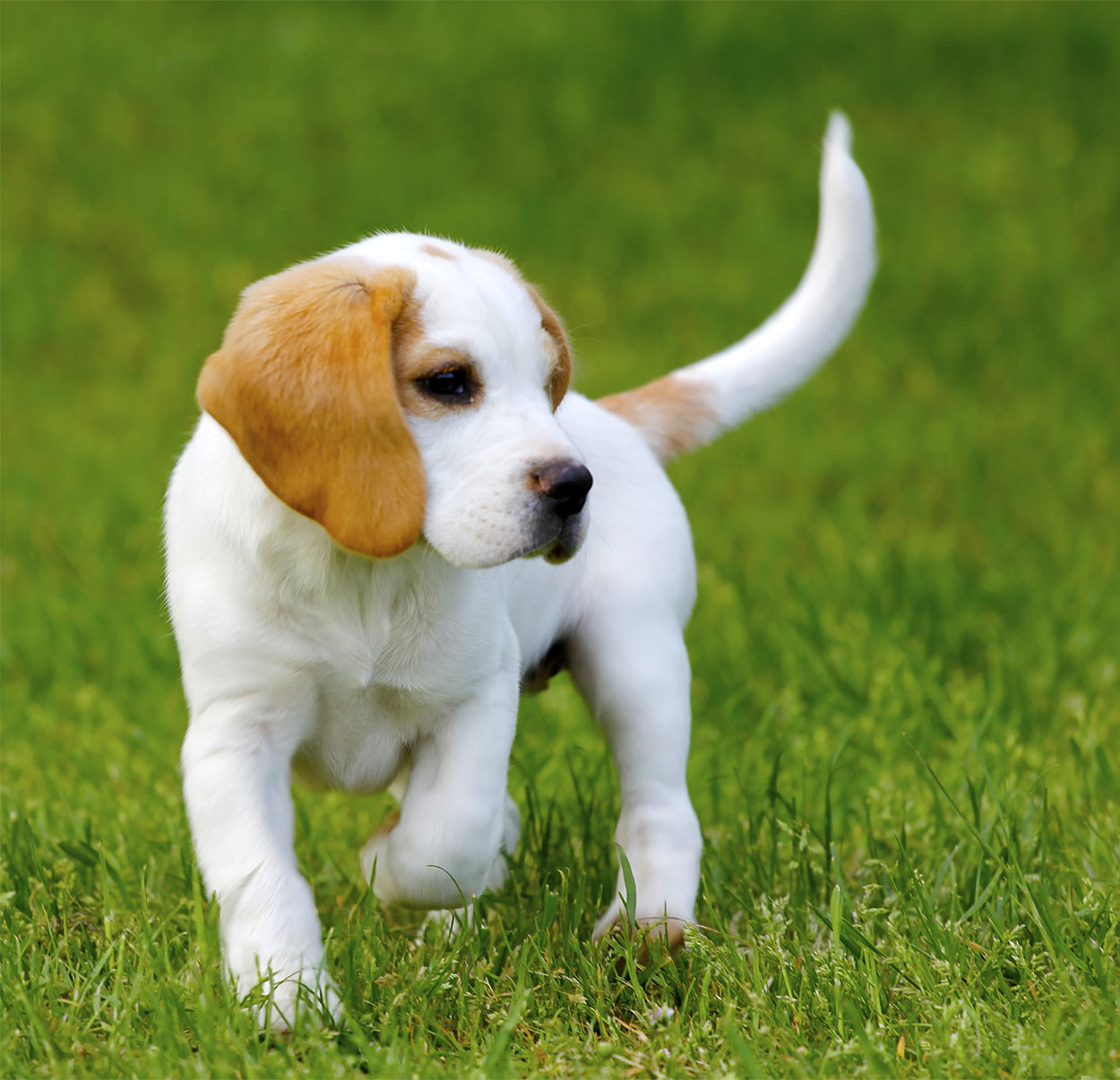 white beagle