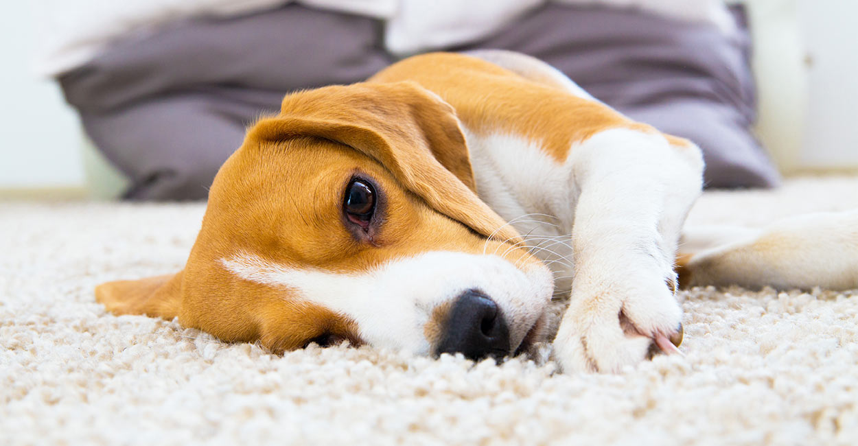 do beagles have pink noses