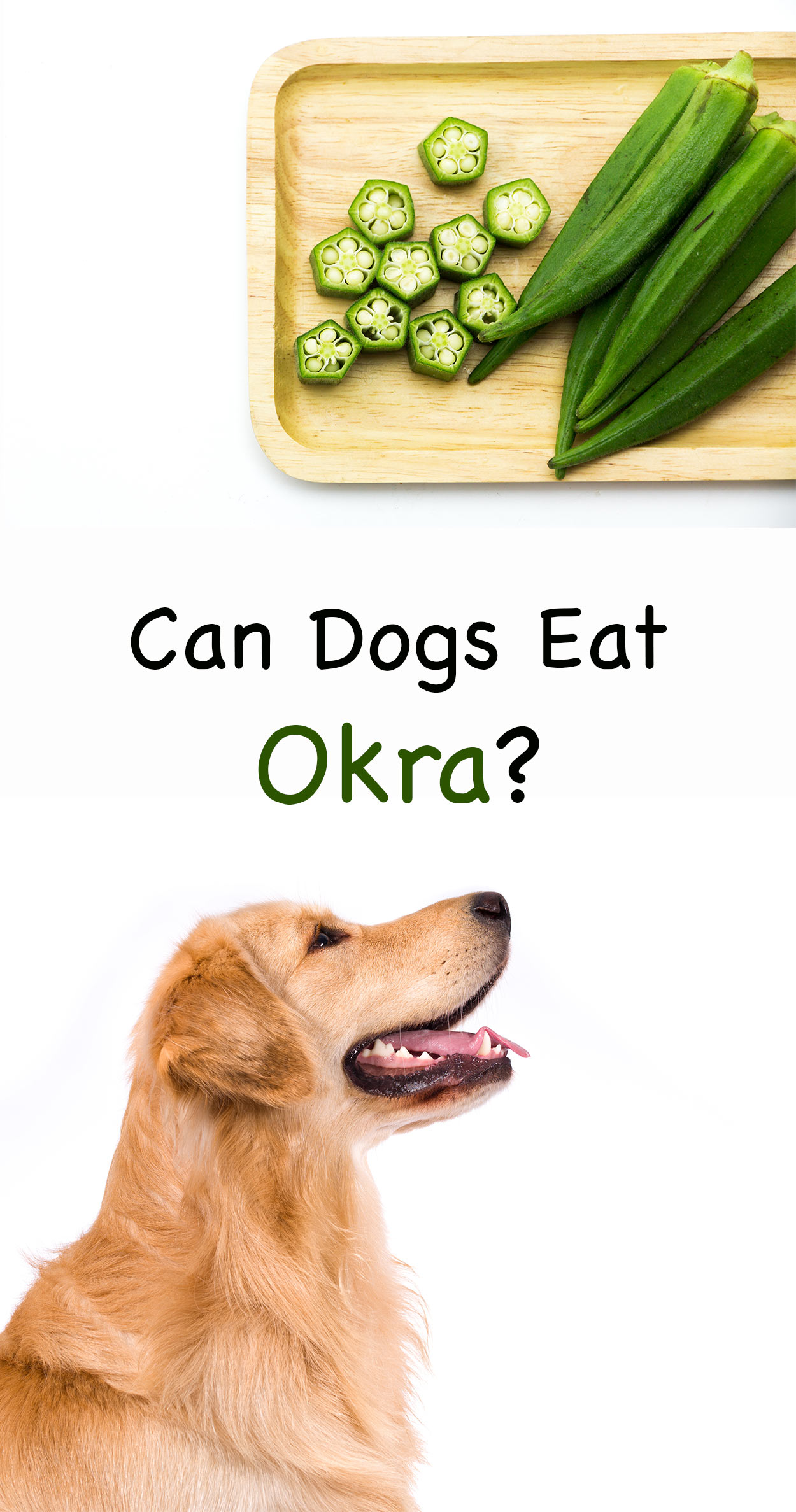 can dogs eat okra