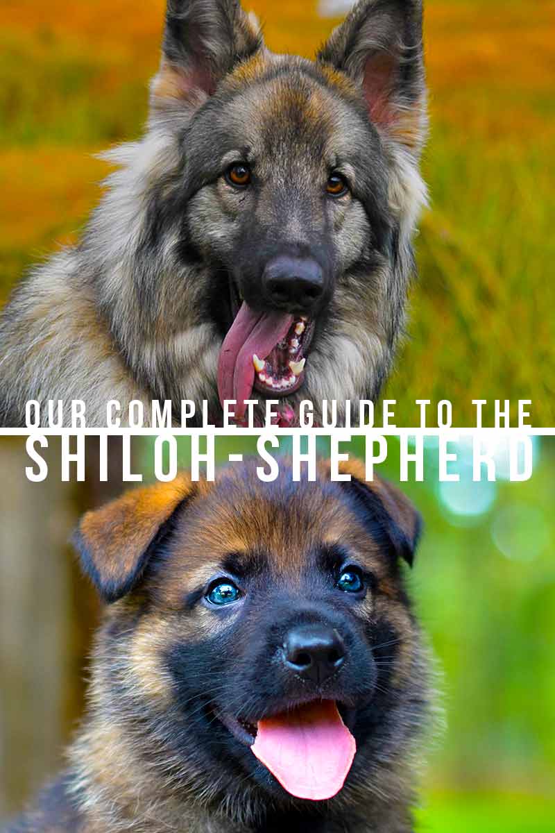 Our complete guide to the Shiloh Shepherd - Dog breed review