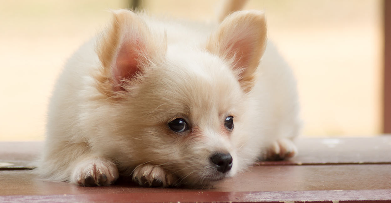 What Is A Teacup Teddy Bear Puppy