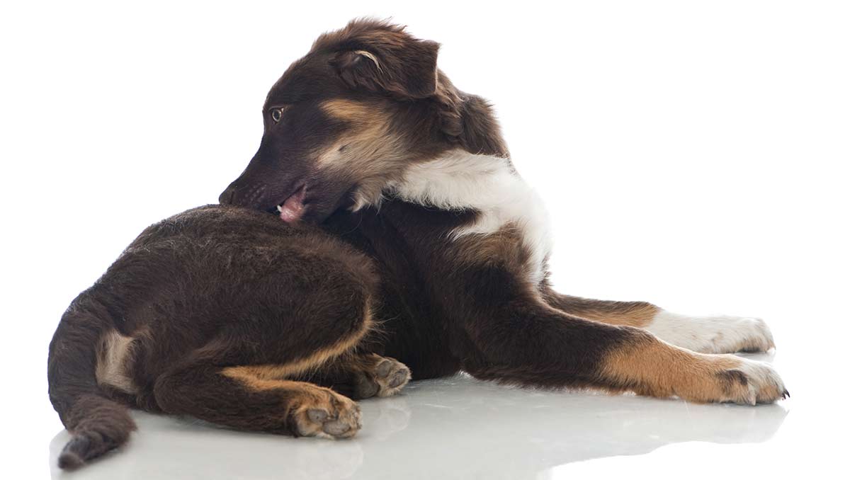 flea treatment for young puppies