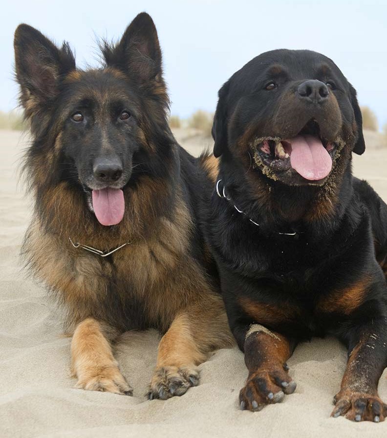 are rottweilers and german shepherds good together