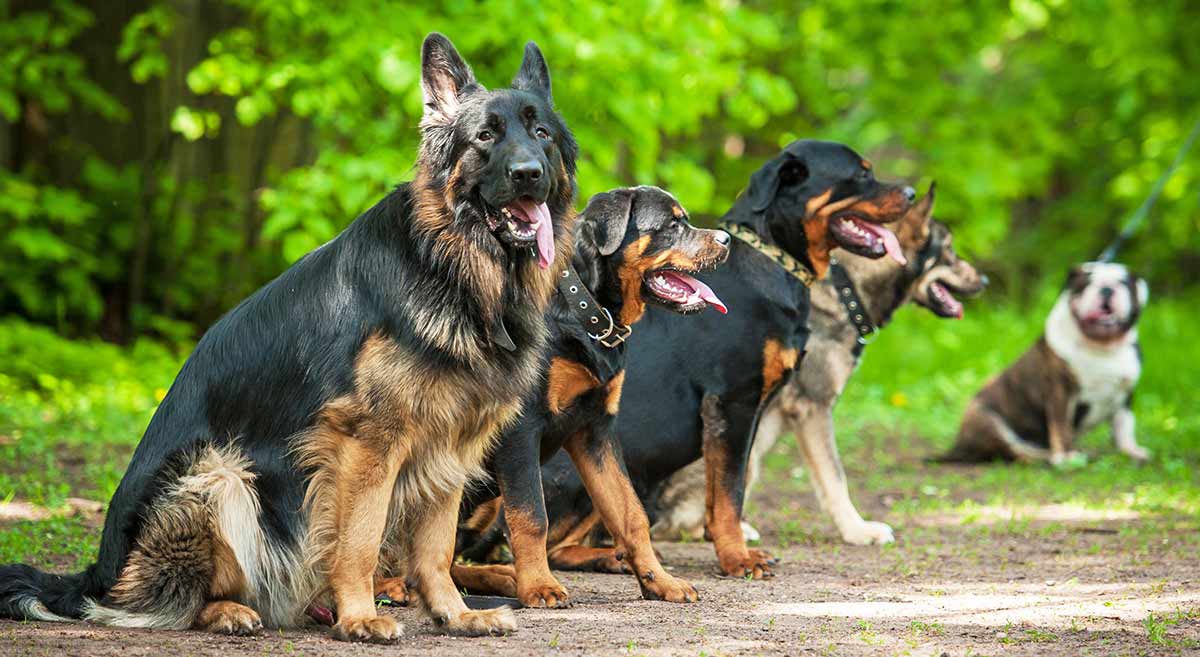 rottweiler and german shepherd