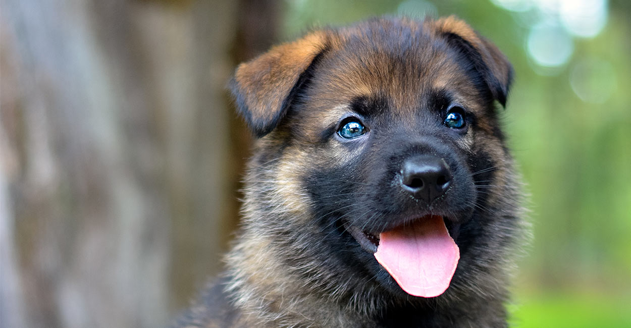 shepherd dog