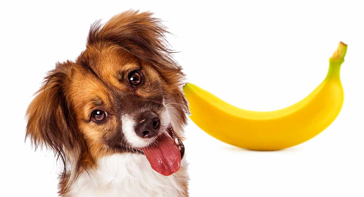 bananas harmful to dogs