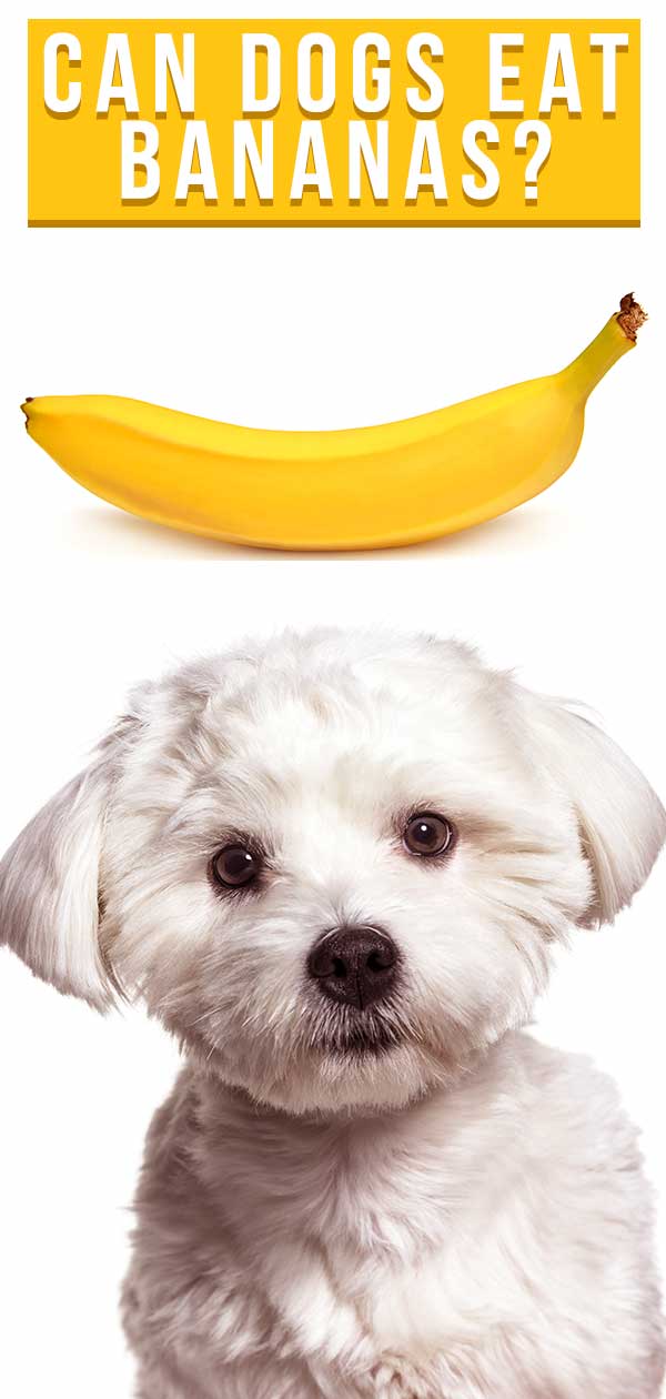 can dogs eat rotten bananas