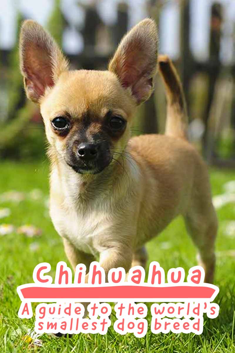 Chihuahua A guide to the world’s smallest dog breed - Dog breed review.