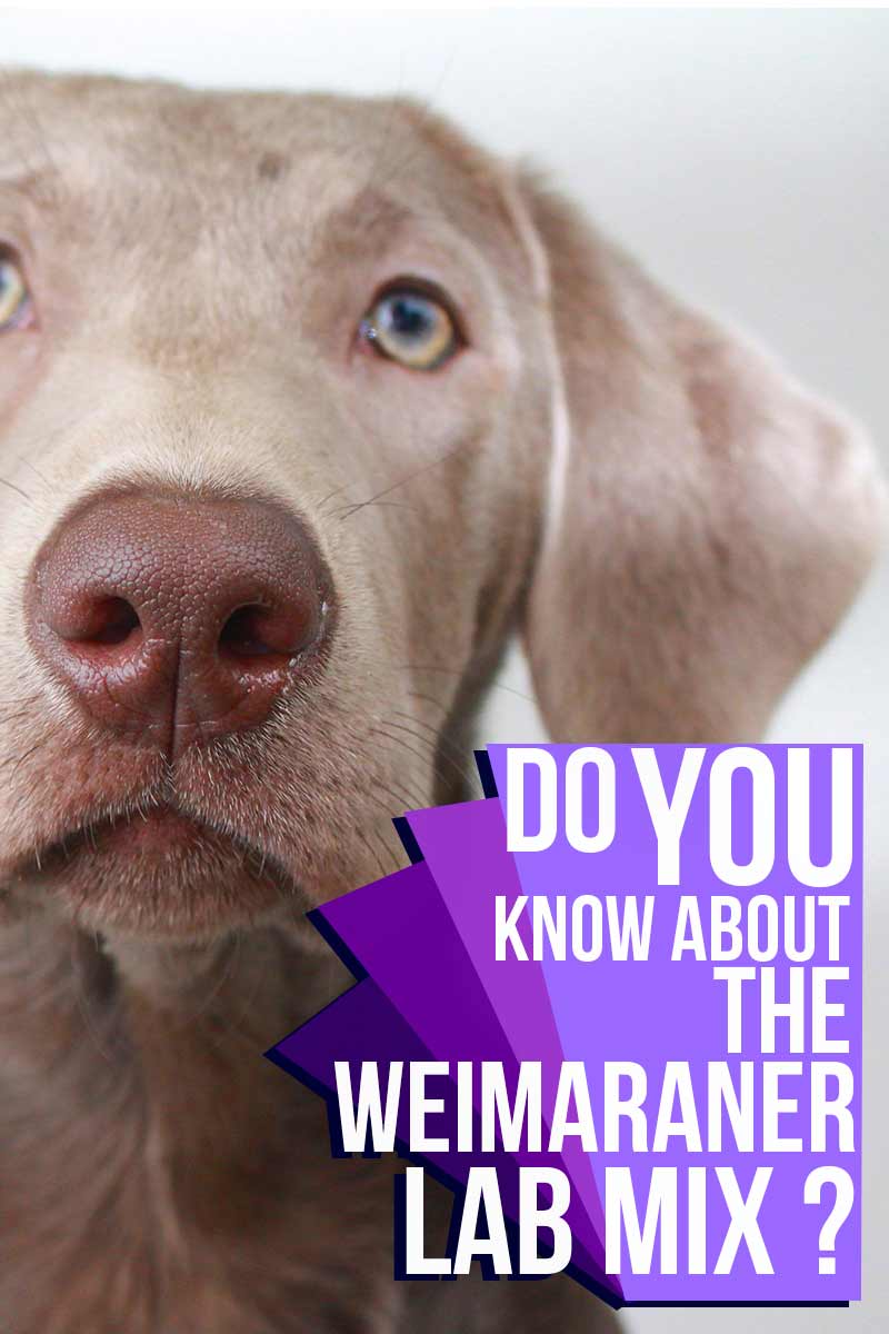 Do you know about the Weimaraner Labrador mix